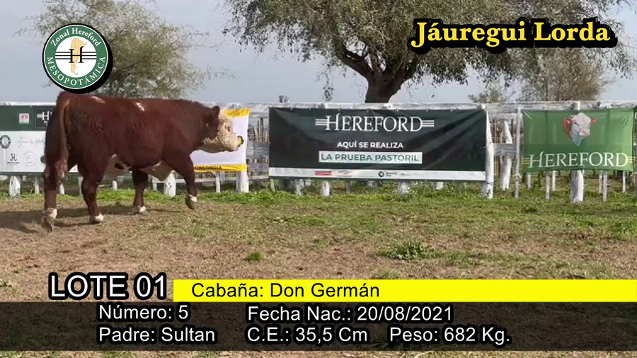 Lote TORO