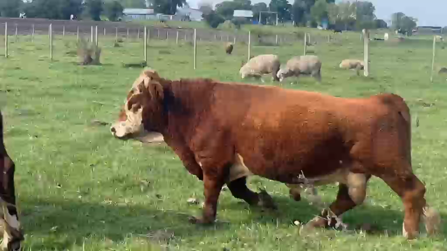 Lote Toros a remate en Pantalla Camy 380kg - , San José