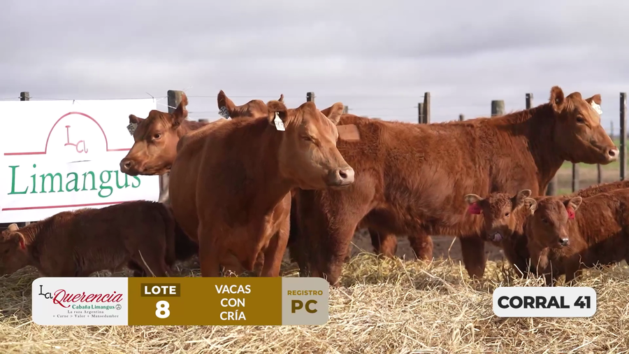Lote VACAS PC PARIDAS DE PRIMER PARTO