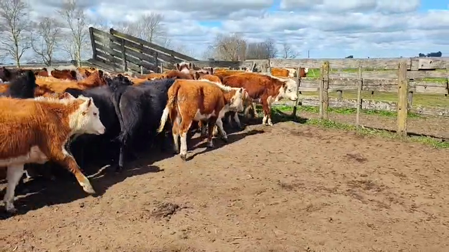 Lote 40 Terneros/as en Rauch