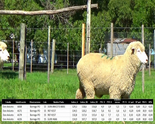 Lote 4 Borregos a remate en La Señal del Futuro , Tacuarembó