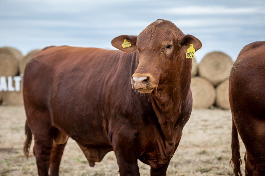 Lote Reproductores Altohondo - Lote 52