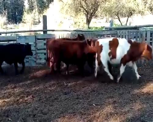 Lote 53 Novillo Engorda en V  Región Valparaíso, Cartagena