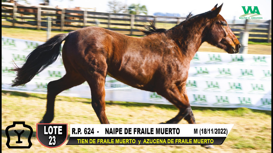 Lote NAIPE DE FRAILE MUERTO