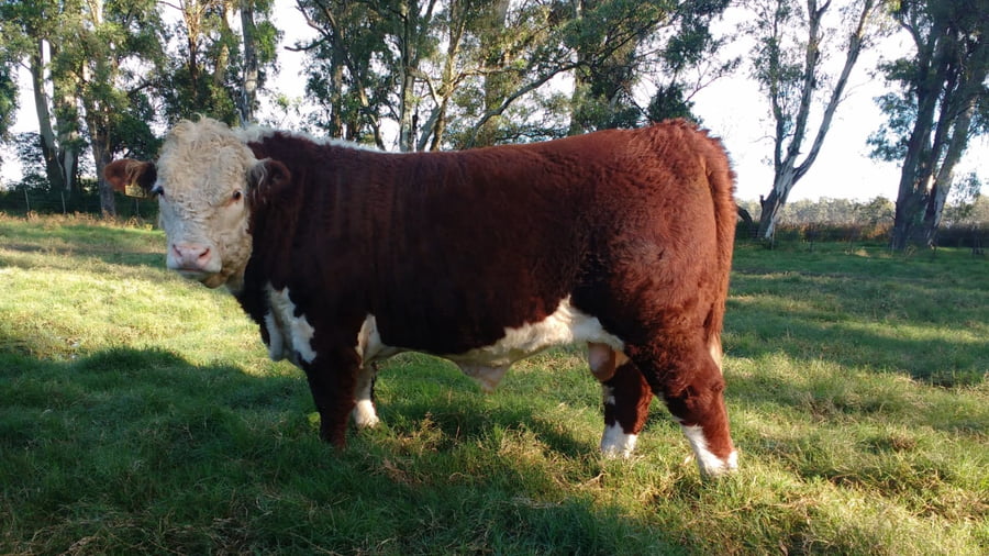 Lote Dosis de Semen Jotabe X5223 "GAUCHO"