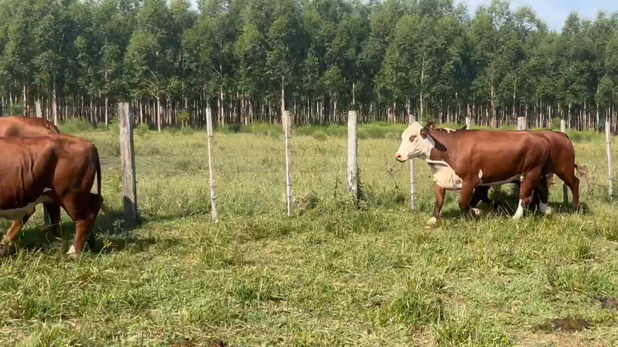 Lote 68 Vacas faena en Corrientes, Curuzú-Cuatiá