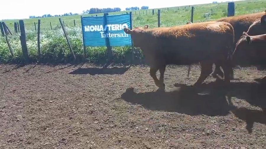 Lote 25 Vaquillonas HUANGUELEN