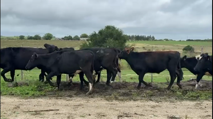 Lote NOVILLOS 1 a 2 AÑOS