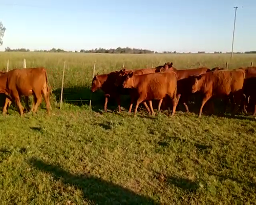 Lote 25 Vaquillonas en Cañuelas, Buenos Aires