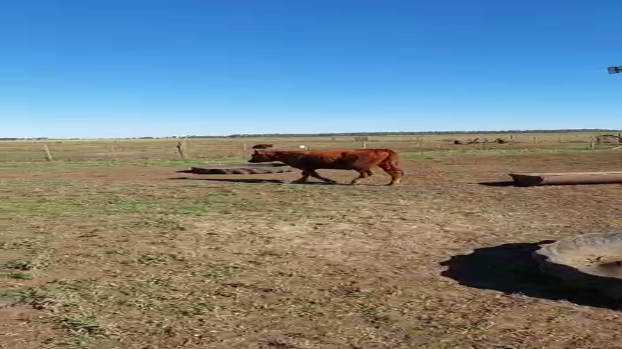 Lote 20 Novillitos y vaquillonas en Buenos Aires, Gral. Lamadrid