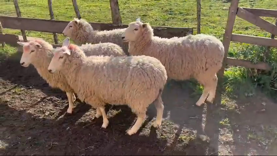 Lote (Vendido)4 Borregas encarneradas HIGHLANDER a remate en #49 Pantalla Carmelo en PUNTAS DEL PERDIDO