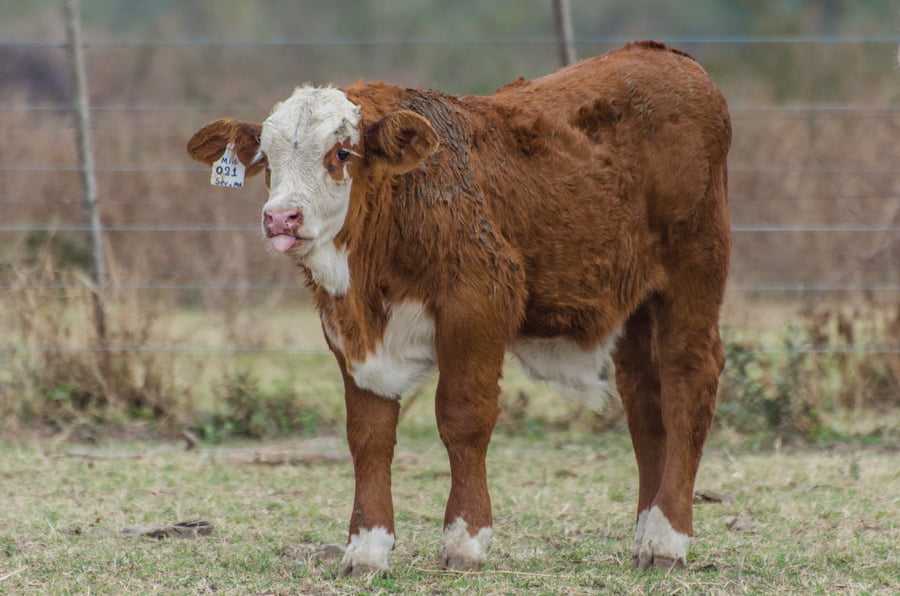 Lote Corral 53 - CABAÑA MILENA