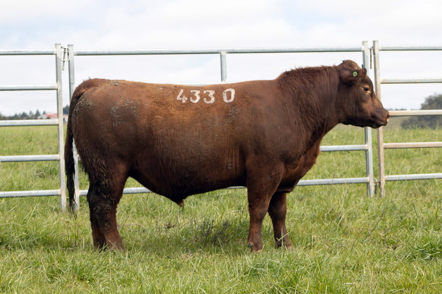 Lote ABERDEEN ANGUS SA - Angus COLORADOS