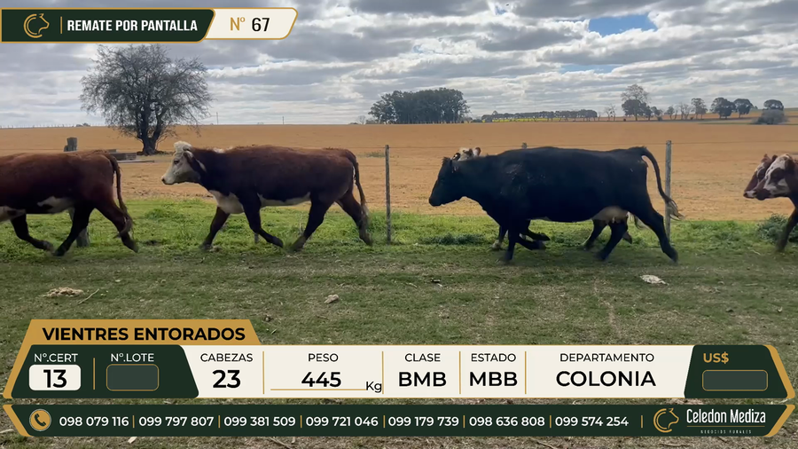Lote 23 Vientres Entorados en Colonia