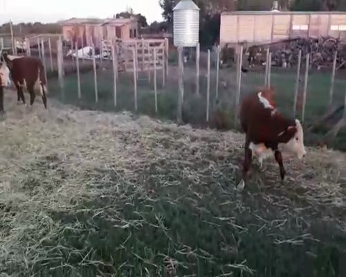 Lote 22 Terneros/as en Huanguelen, Buenos Aires