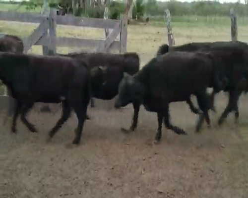 Lote 70 Terneros en Villaguay, Entre Ríos