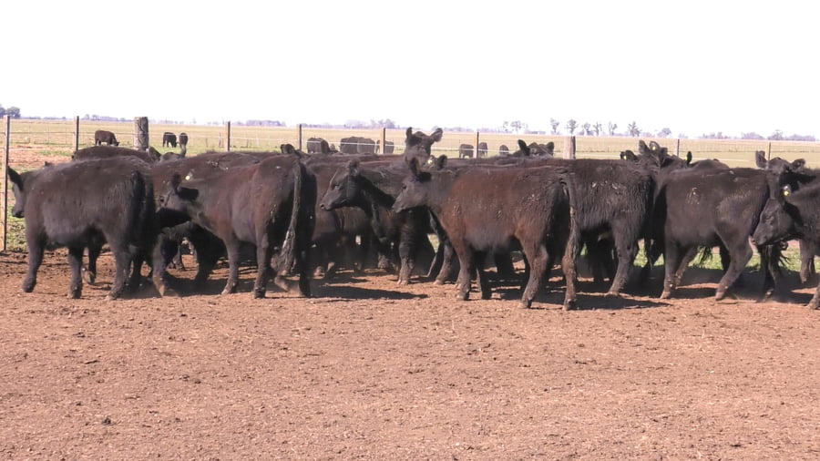 Lote VAQUILLONAS PURAS POR CRUZAS