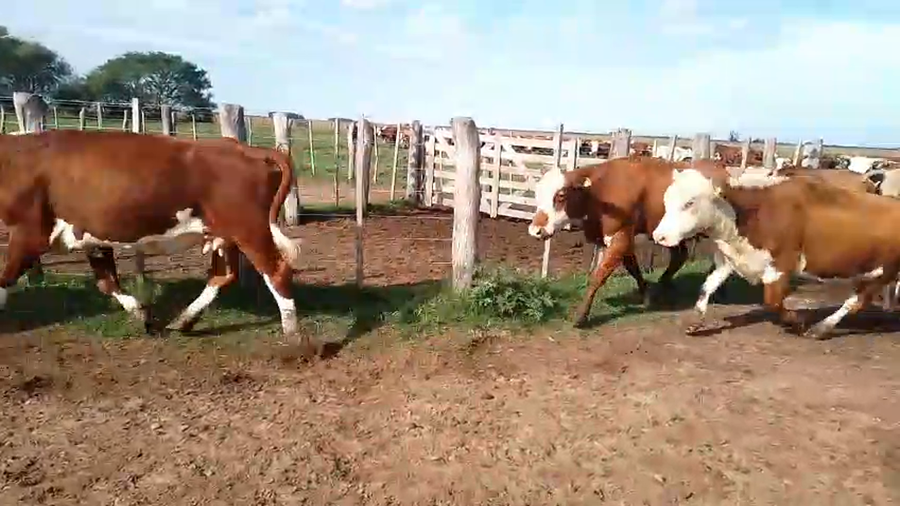 Lote 53 Vacas de invernar