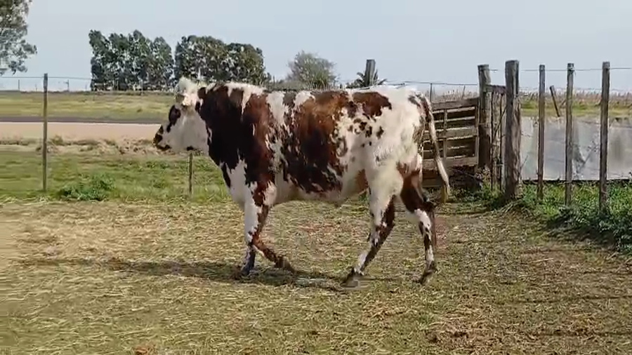 Lote (Vendido)Toros NORMANDO a remate en #49 Pantalla Carmelo en RUTA 45 - LIBERTAD