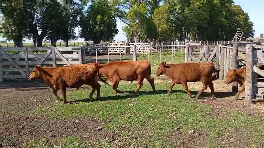 Lote 32 Terneros