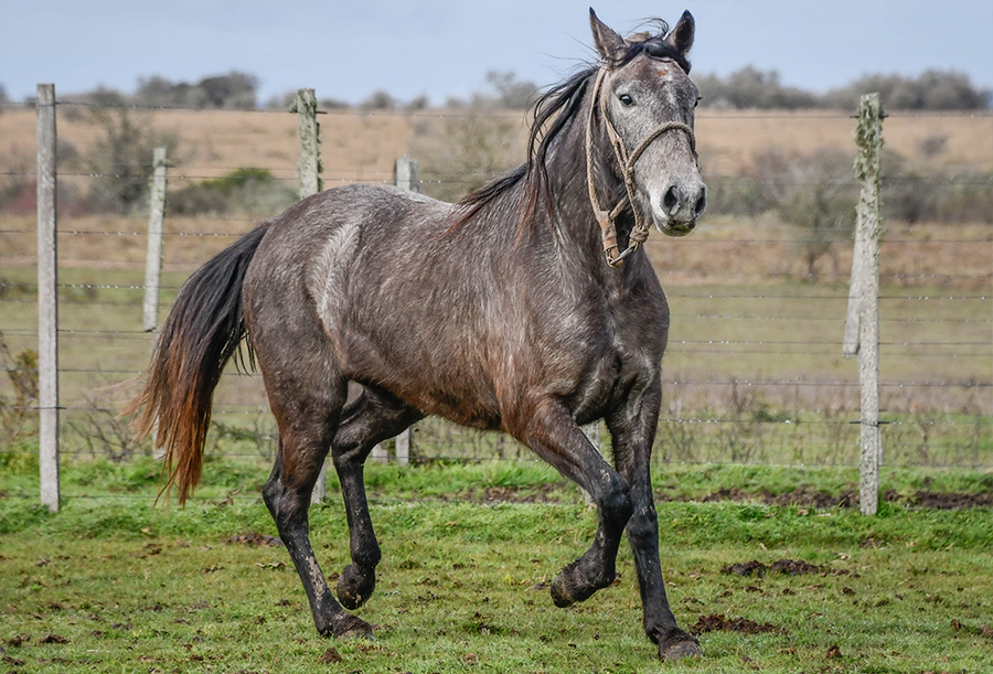 Lote GATONA LA FLECHILLA
