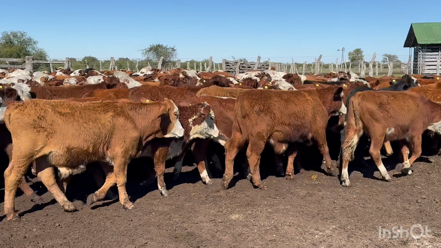 Lote 440 Terneros a término en Corrientes, Curuzu Cuatia
