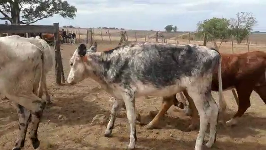 Lote 10 Vaquillonas  Hereford y Cruzas a remate en Pantalla Camy, San José