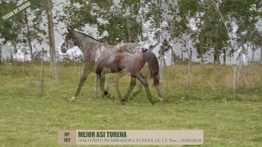 Lote MEJOR ASI TURENA
