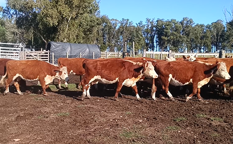 Lote Puesto Blanco - Zambrano y Cía