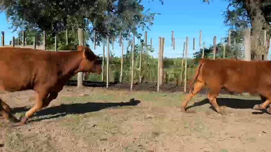 Lote 70 Terneros en Pehuajo