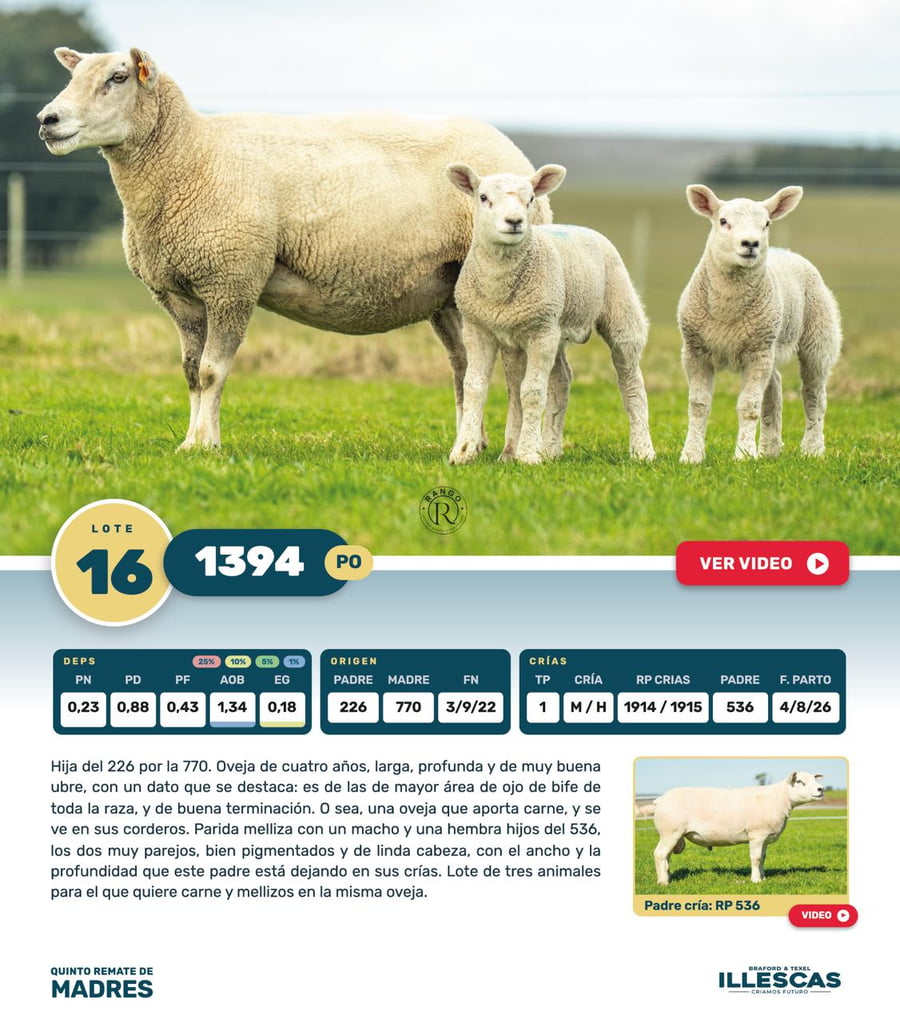 Lote Lote 16