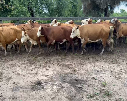 Lote 50 Vacas de invernar en Juan José Castelli, Chaco