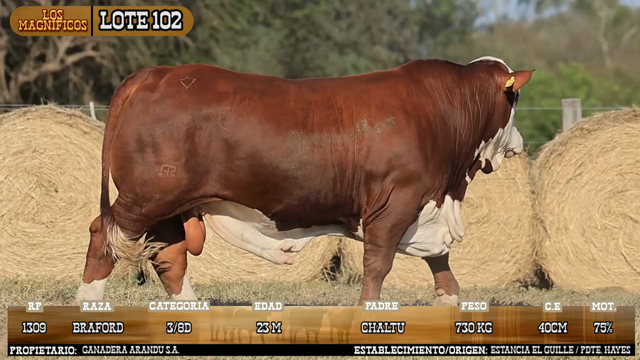 Lote LOTE 102 - VIVO