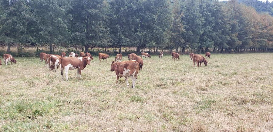 Lote 50 Vaquilla Engorda en XIV Región Los Ríos, Futrono