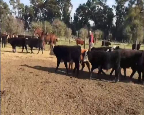 Lote 40 Terneros en Navarro, Buenos Aires