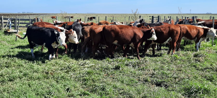 Lote 21 Terneras en Gral. Lamadrid, Buenos Aires