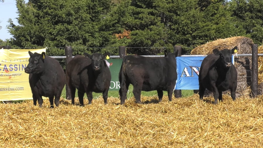 Lote VAQUILLONAS A. ANGUS PC PARICION OTOÑO