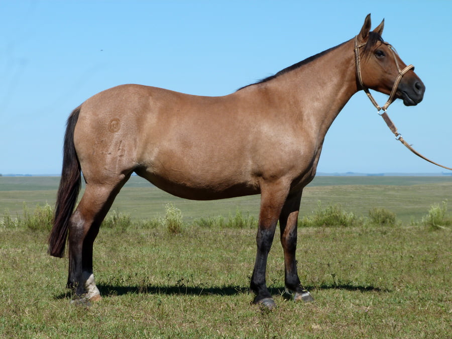 Lote Querencia Salpay