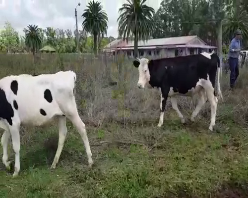 Lote 38 Terneros en Bolívar, Buenos Aires