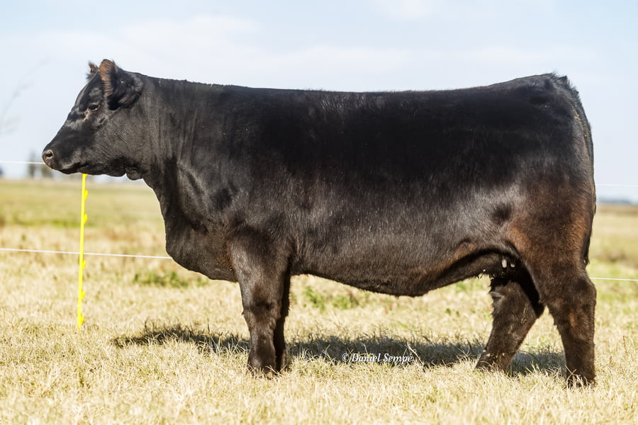 Lote Vaquillonas y Terneras La Juanita