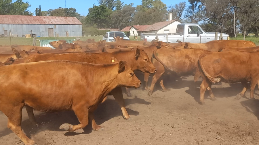 Lote 36 Vacas usadas preñadas Daireaux