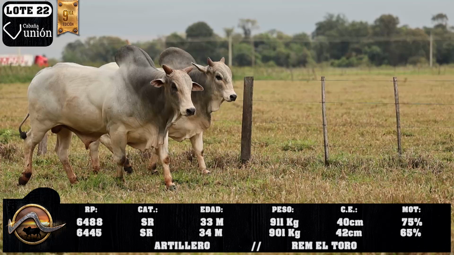 Lote LOTE 22