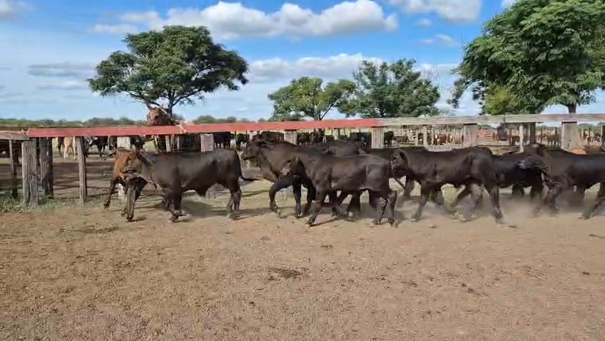 Lote 47 Terneros en Corrientes, Curuzu Cuatia