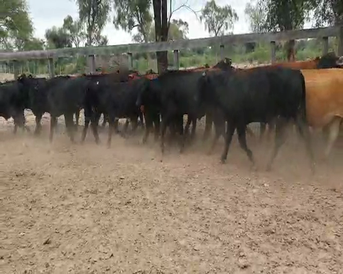 Lote 100 novillos invernada - Las Lomitas Pcia Formosa