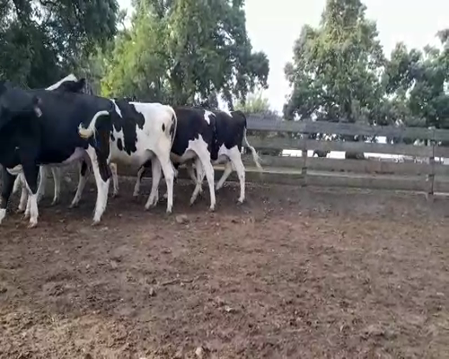 Lote (Vendido)7 Vaquillonas 1 a 2 años HOLANDO a remate en Entre Martillos en CARRETA QUEMADA