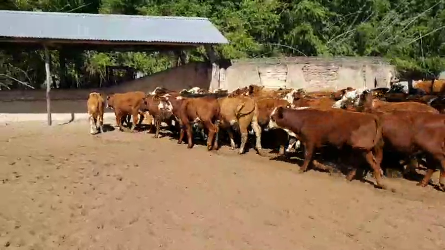 Lote 120 Terneros en San Roque, Corrientes