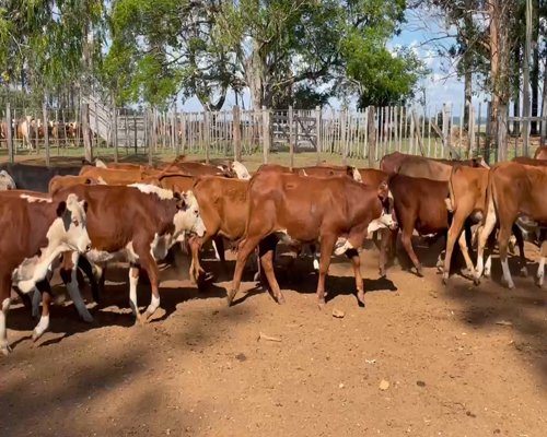 Lote 400 Terneros en Virasoro, Corrientes