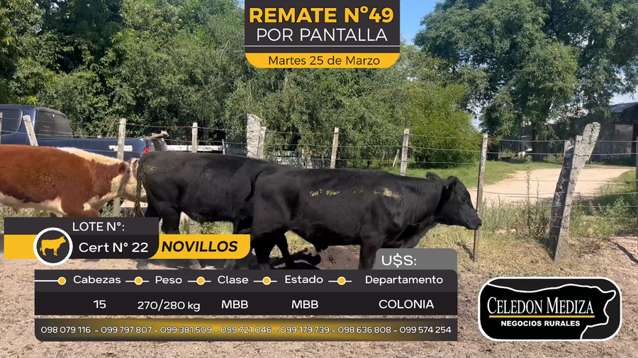 Lote 15 Novillos en San Martín, Colonia