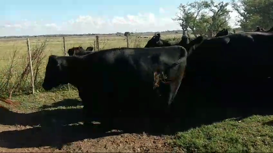 Lote 45 Vacas nuevas C/ gtia de preñez en La Plata, Buenos Aires