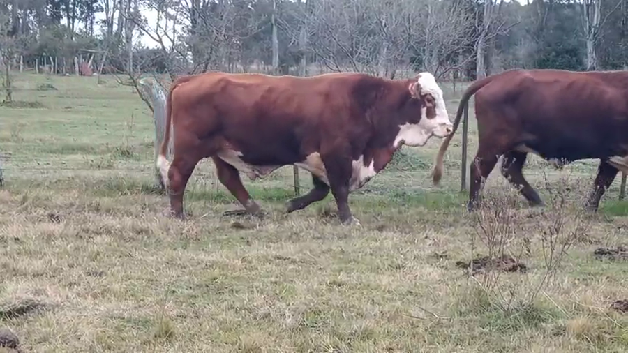 Lote 4 Toros en Corrientes, Curuzú-Cuatiá